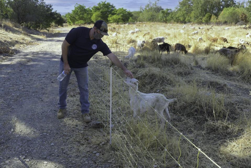 Goat greeting Zone 7 Staff