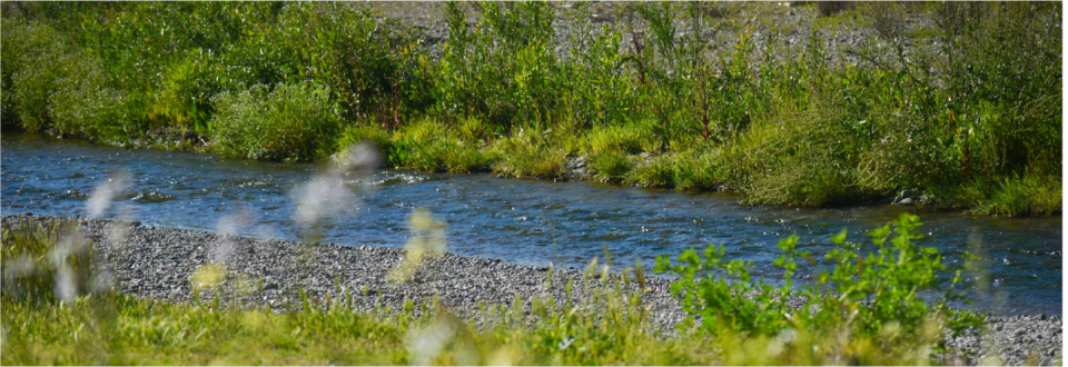 A clear, blue stream flowing gently past a rocky gravel shore surrounded by lush green foliage and grassy banks.