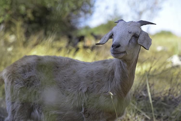 Close up of white goat with brush in the backgroun
