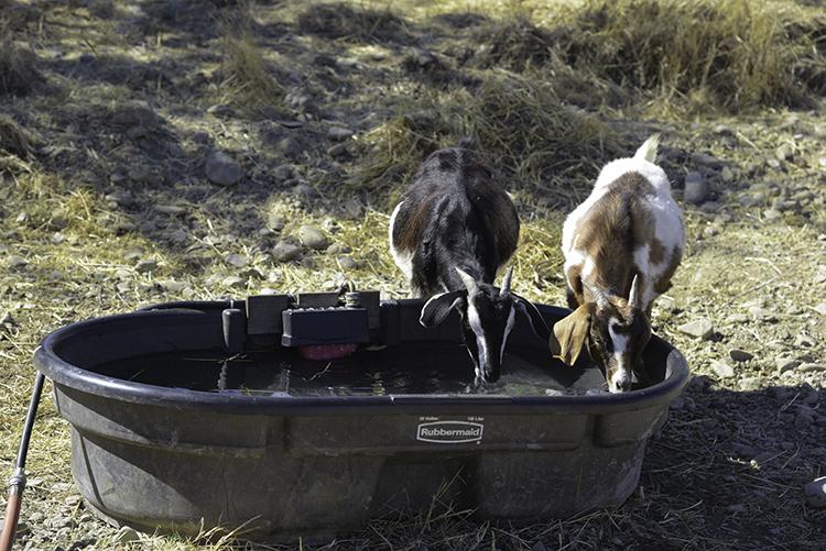 Two goats standing and drinking out of metal water bowl