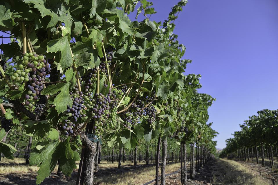 Row of grape trees extending off into the distance.