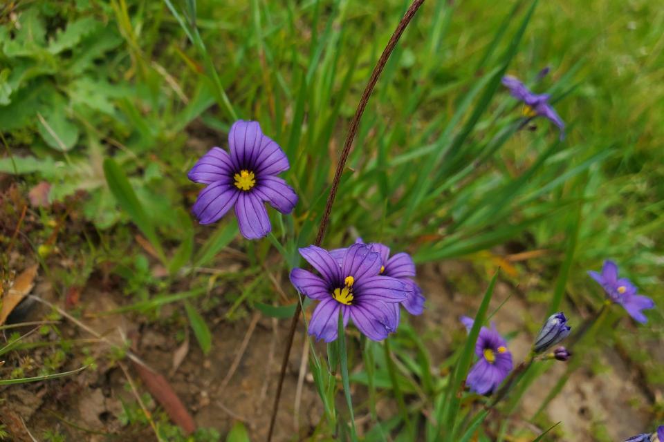 Blue-eyed Grass ((Sisyrinchium bellum)