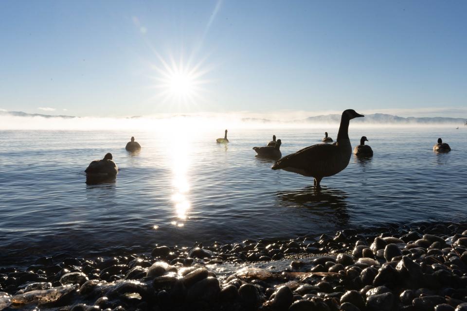 Geese in water with the sun shining on the horizon