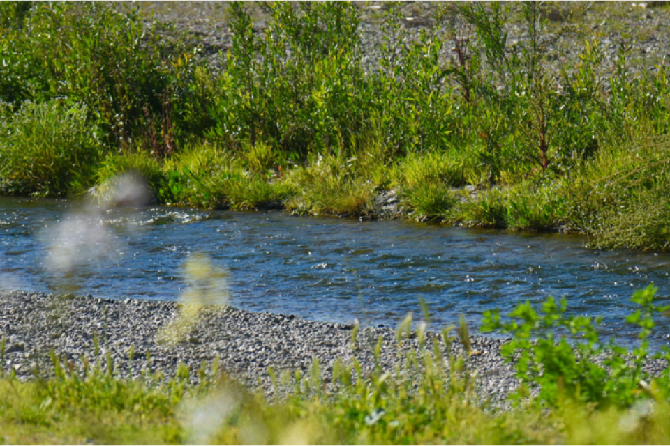 A clear, blue stream flowing gently past a rocky gravel shore surrounded by lush green foliage and grassy banks.