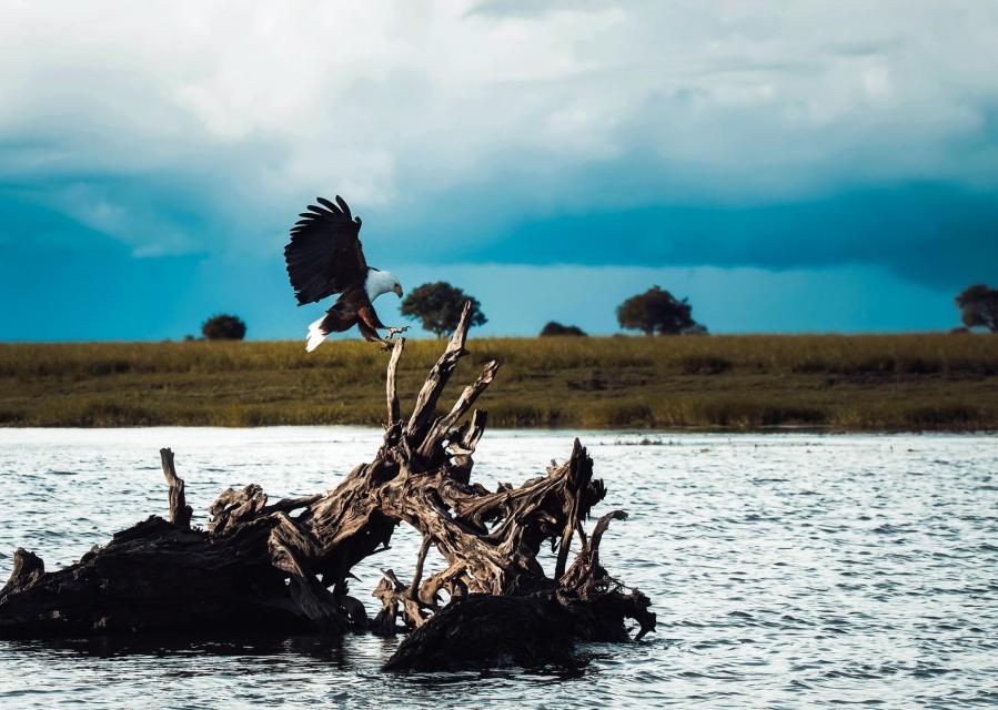 Bald eagle landing on partially submerged tree in a lake, golden hills and oak trees in the background